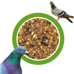 KLASEBO Taubenfutter Universal Mischung 25kg – Premium Ganzjahresfutter für Tauben und Wildvögel – Hochwertiges Vogelfutter ohne künstliche Zusatzstoffe Angebot bei HelloDeals