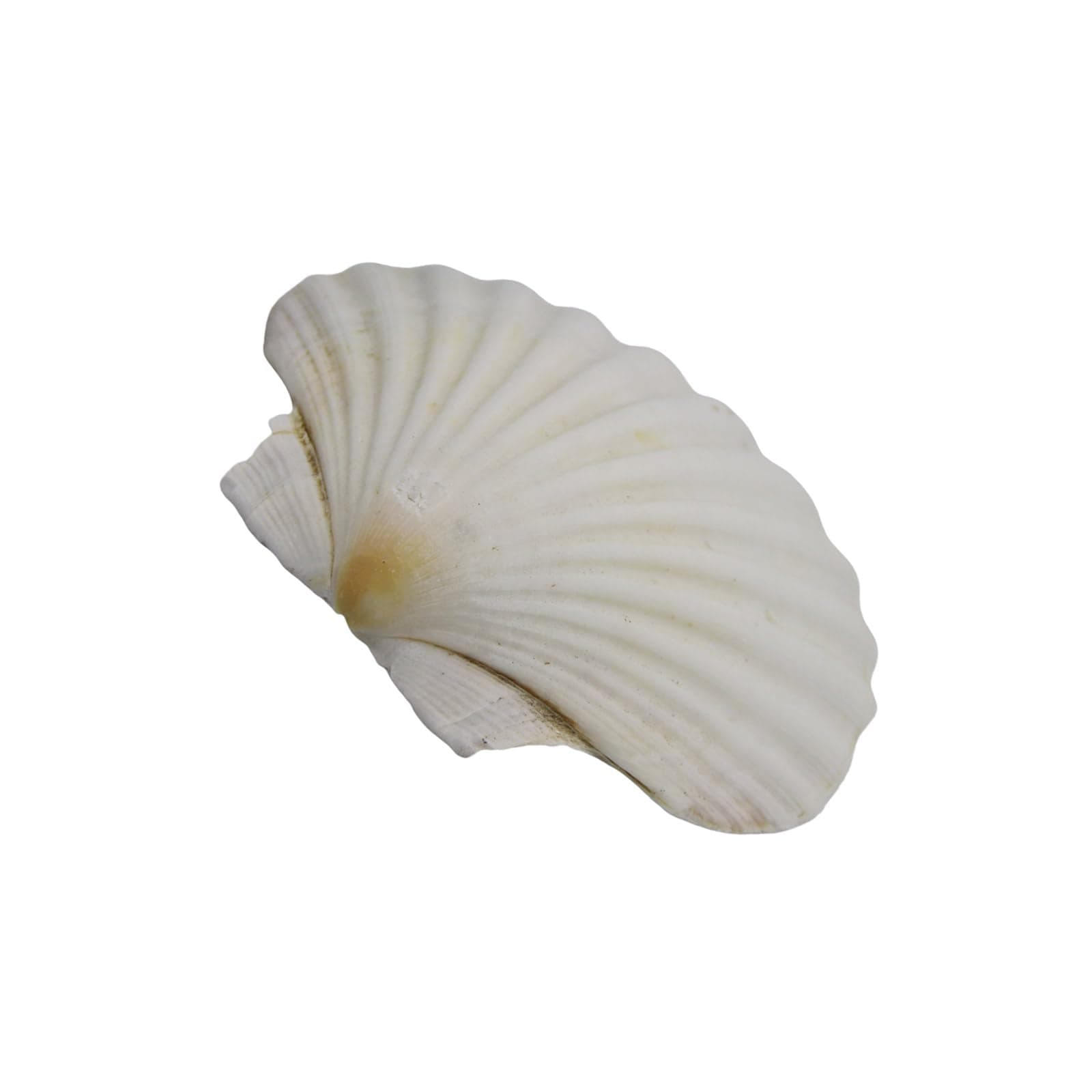 THINCAN Große Muscheln Für Handwerk Von Wohnungen Und Strandmotivfeierliche Weiße Jakobsmuschel Muschel Für Kunstprojekte Naturmuscheln Muscheln Groß 12 13 cm Angebot bei HelloDeals
