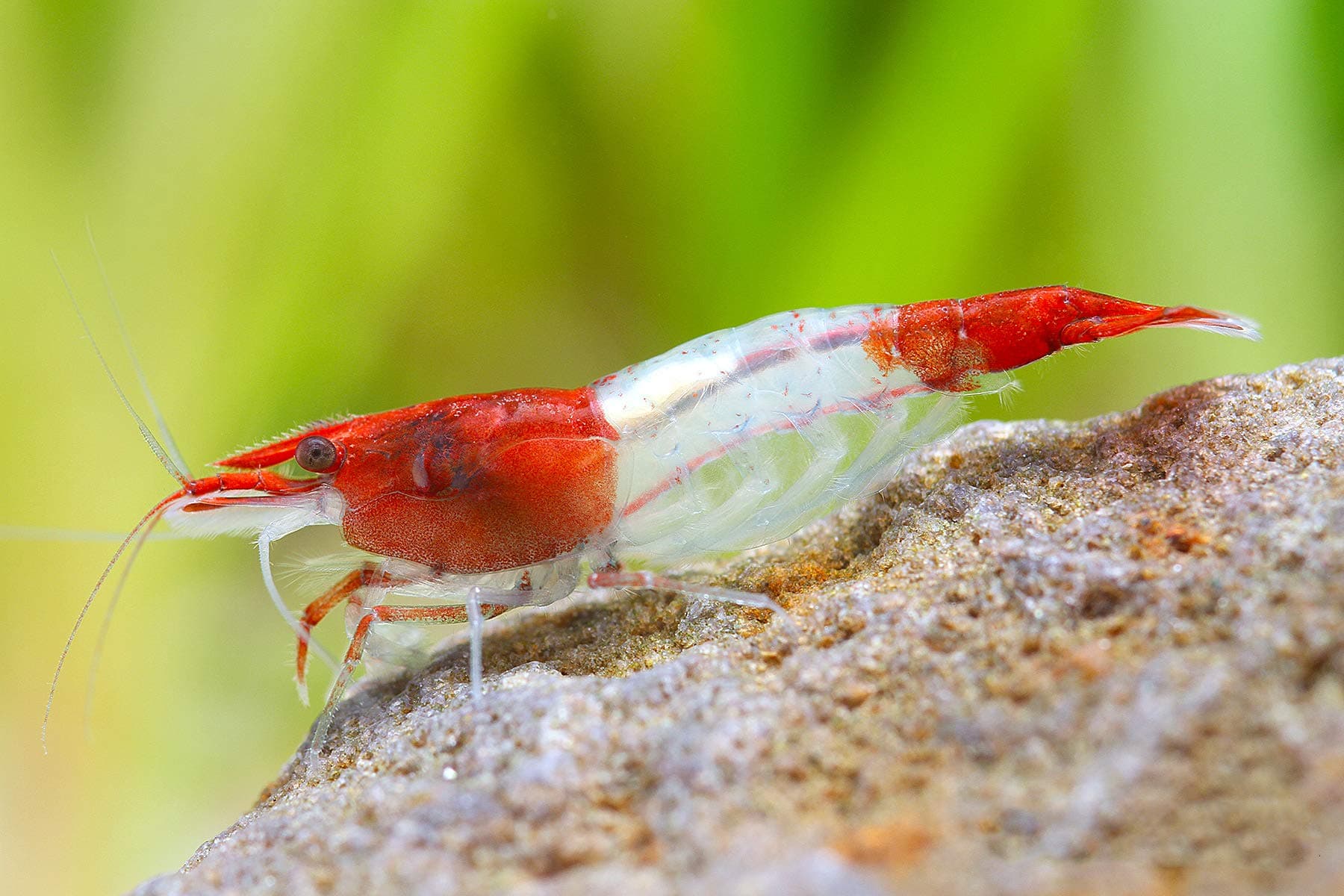 Garnelen Einsteigergarnelen Neocaridina davidi - lebend Zwerggarnelen für das Aquarium - 5er Pack, Farbe rot gestreift Angebot bei HelloDeals
