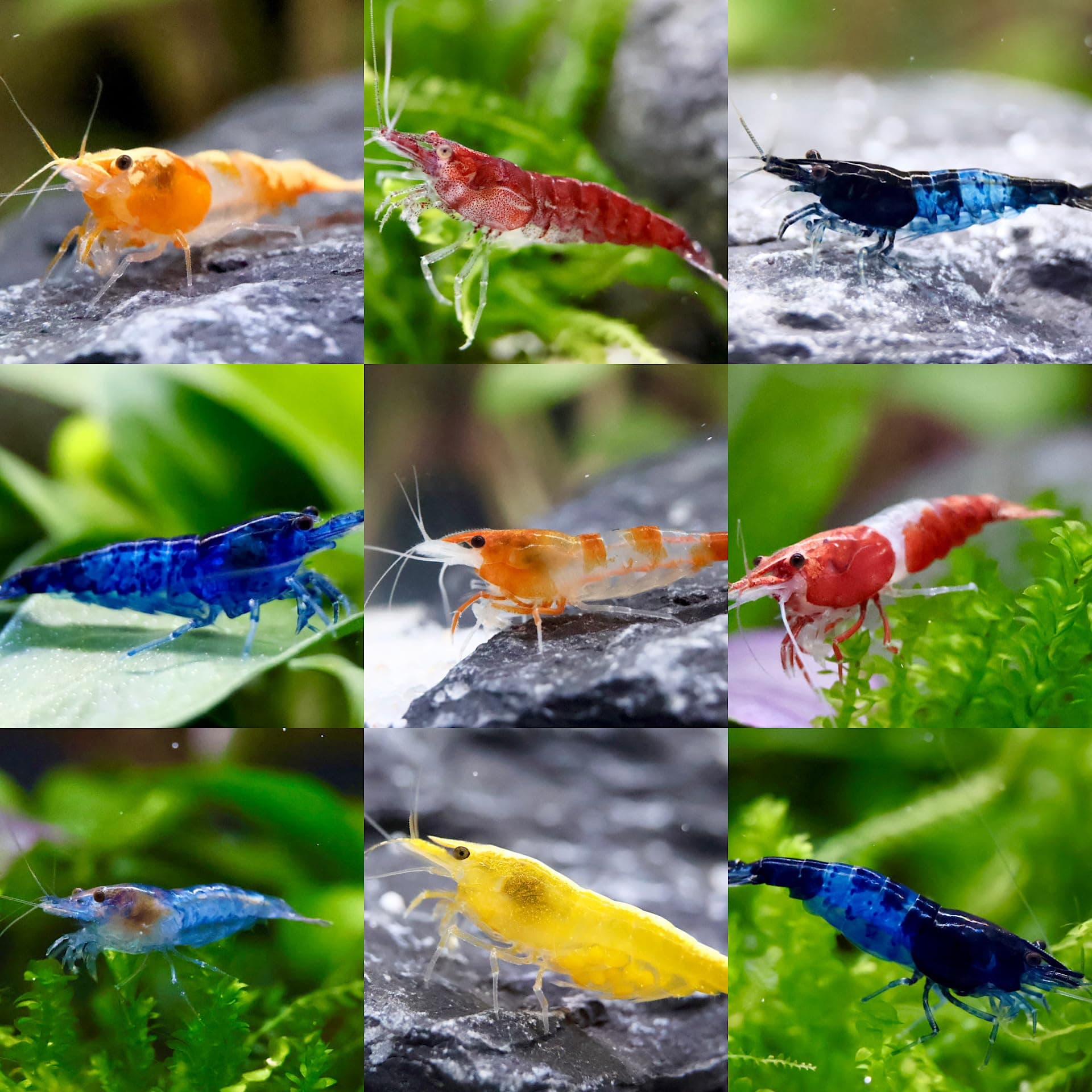 5x Zwerggarnelen Neocaridina davidi Mix/Fabenfrohe Mischung aus bunten Garnelen/Aquarium Garnelen Angebot bei HelloDeals