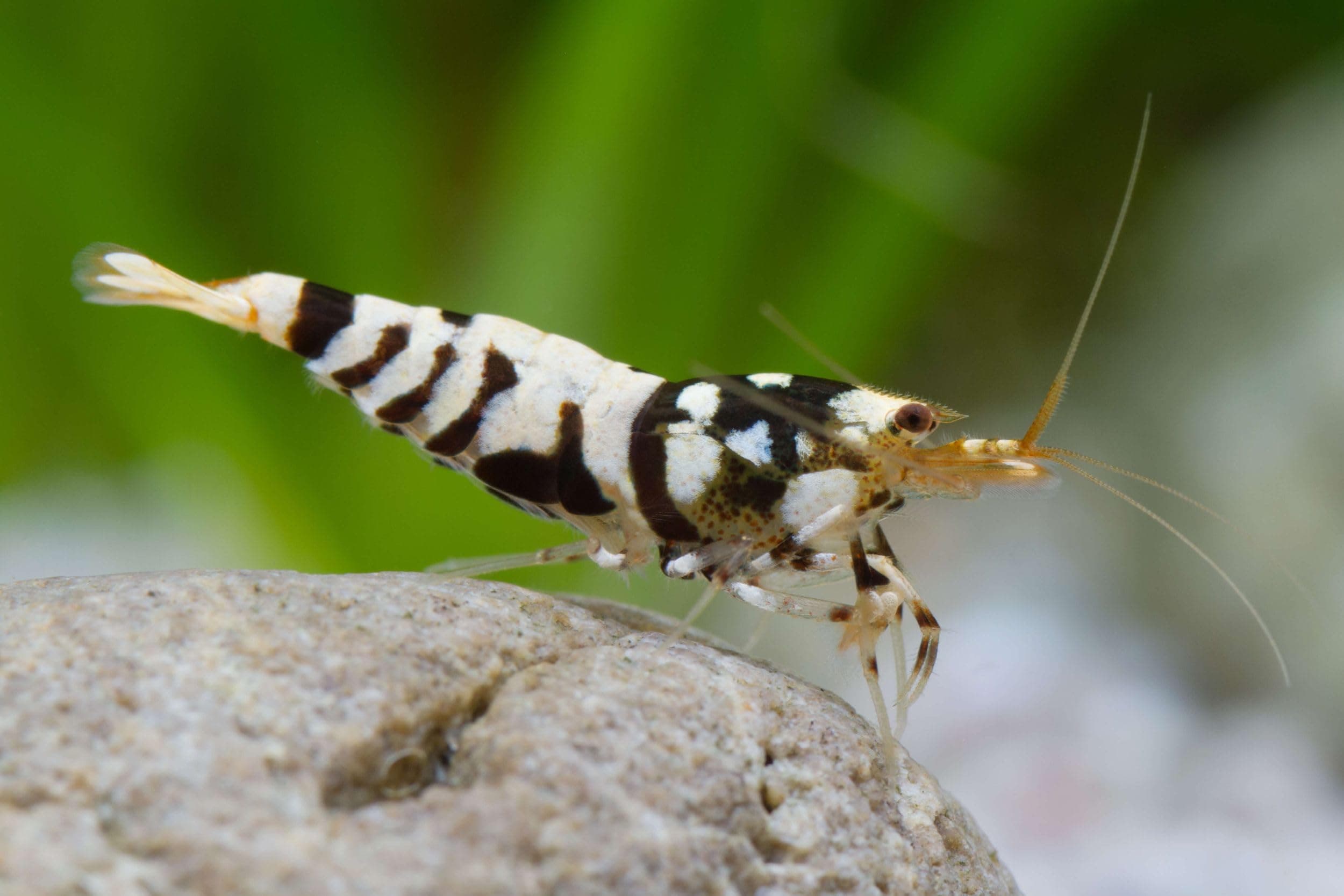 Garnelen Black Fancy Tiger - Caridina sp. Angebot bei HelloDeals