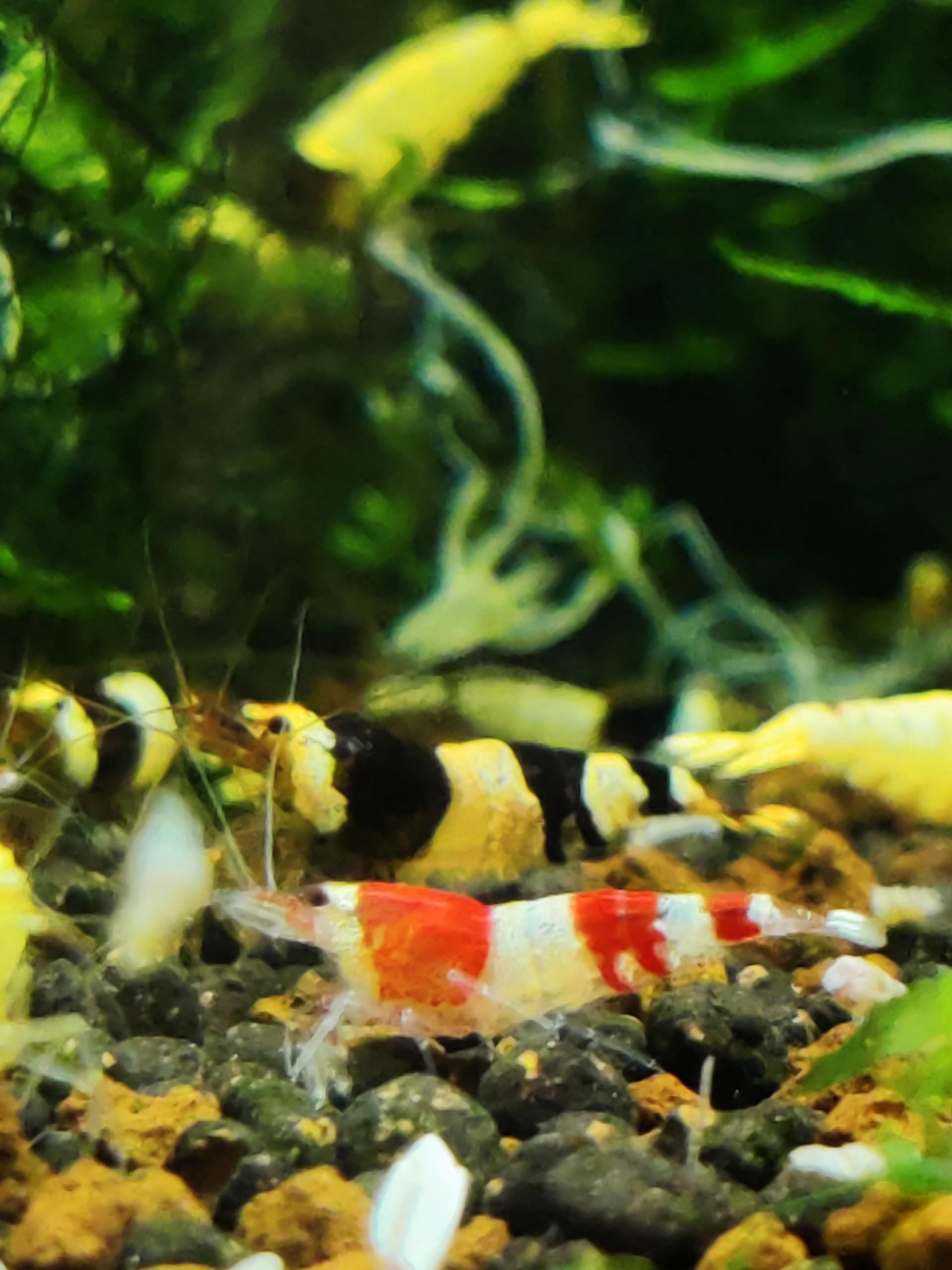 Garnelenglück - Bienengarnelen Mix - Red & Black Bee - Caridina logemanni (20 Bienengarnelen, 20, stück) 20 Bienengarnelen 20 Angebot bei HelloDeals