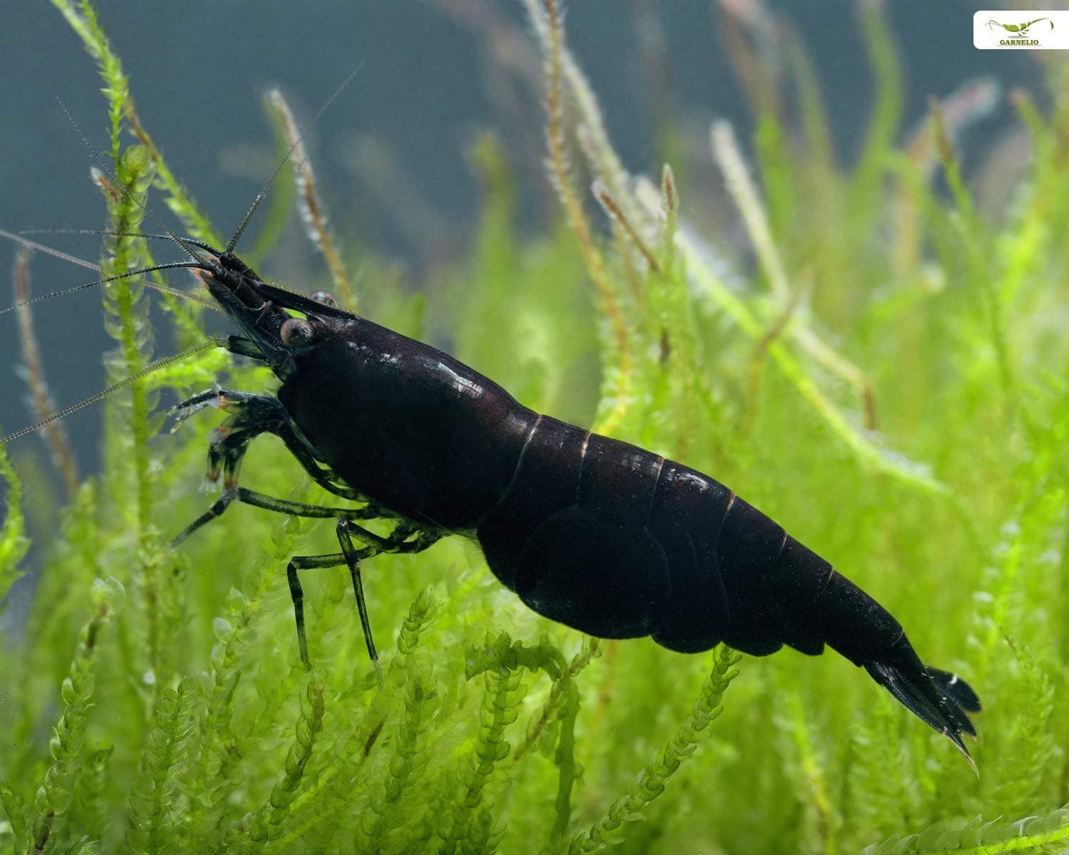 Garnelen Einsteigergarnelen Neocaridina davidi - lebend Zwerggarnelen für das Aquarium - 5er Pack, Farbe schwarz Angebot bei HelloDeals