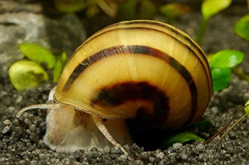 Garnelen Tom Zebra Apfelschnecke - Asolene spixi, 3 Stück - Aus Quarantänehaltung - 100% planarienfrei Angebot bei HelloDeals