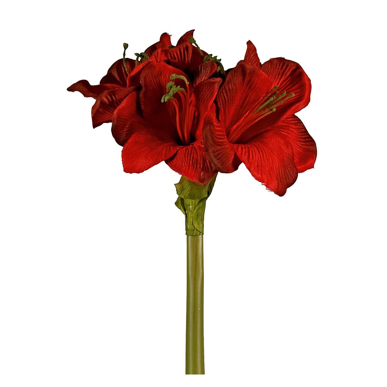 Amaryllis dunkelrot 66cm Angebot bei HelloDeals