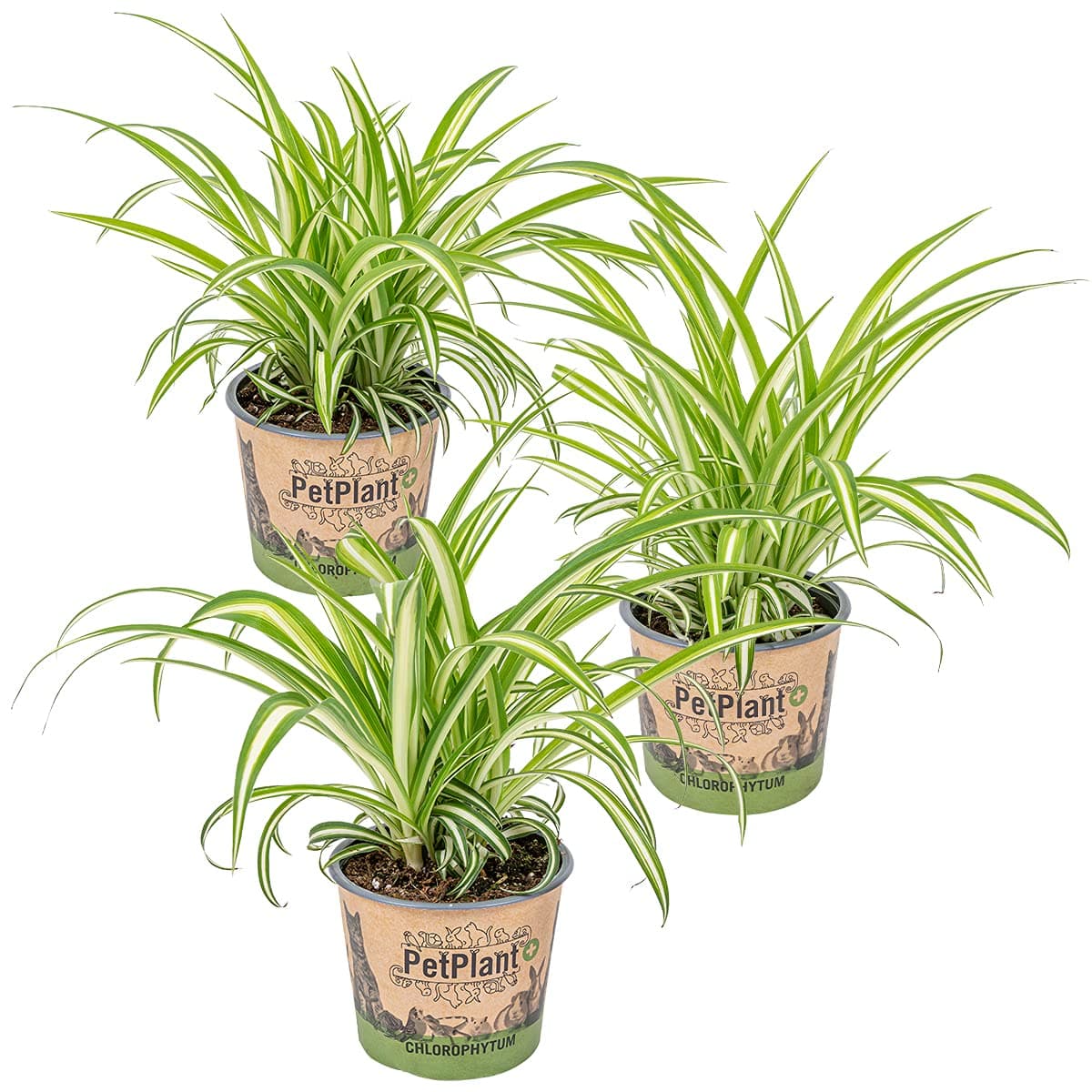 Bloomique - 3er-Set - Chlorophytum Variegatum - Grünlilie - Zimmerpflanzen - Luftreinigend - Tierfreundlich - 20-30 cm Hoch - Topf 12 cm 3 Chlorophytum Variegatum Angebot bei HelloDeals