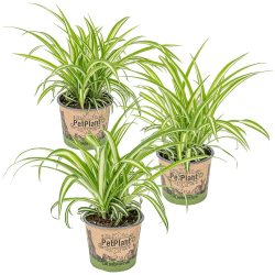 Bloomique - 3er-Set - Chlorophytum Variegatum - Grünlilie - Zimmerpflanzen - Luftreinigend - Tierfreundlich - 20-30 cm Hoch - Topf 12 cm 3 Chlorophytum Variegatum Angebot bei HelloDeals