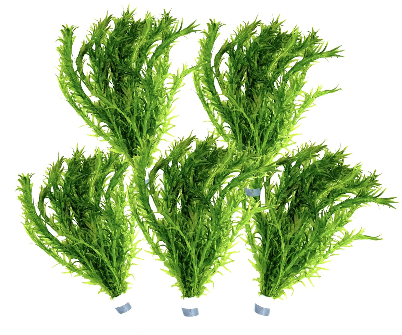 5 Bund Wasserpest, Teich Pflanze, Wasserpflanze, Elodea Densa, Aquarium Pflanze, mini Teich Daxton-Plant Angebot bei HelloDeals