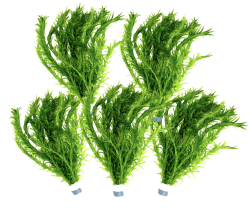 5 Bund Wasserpest, Teich Pflanze, Wasserpflanze, Elodea Densa, Aquarium Pflanze, mini Teich Daxton-Plant Angebot bei HelloDeals