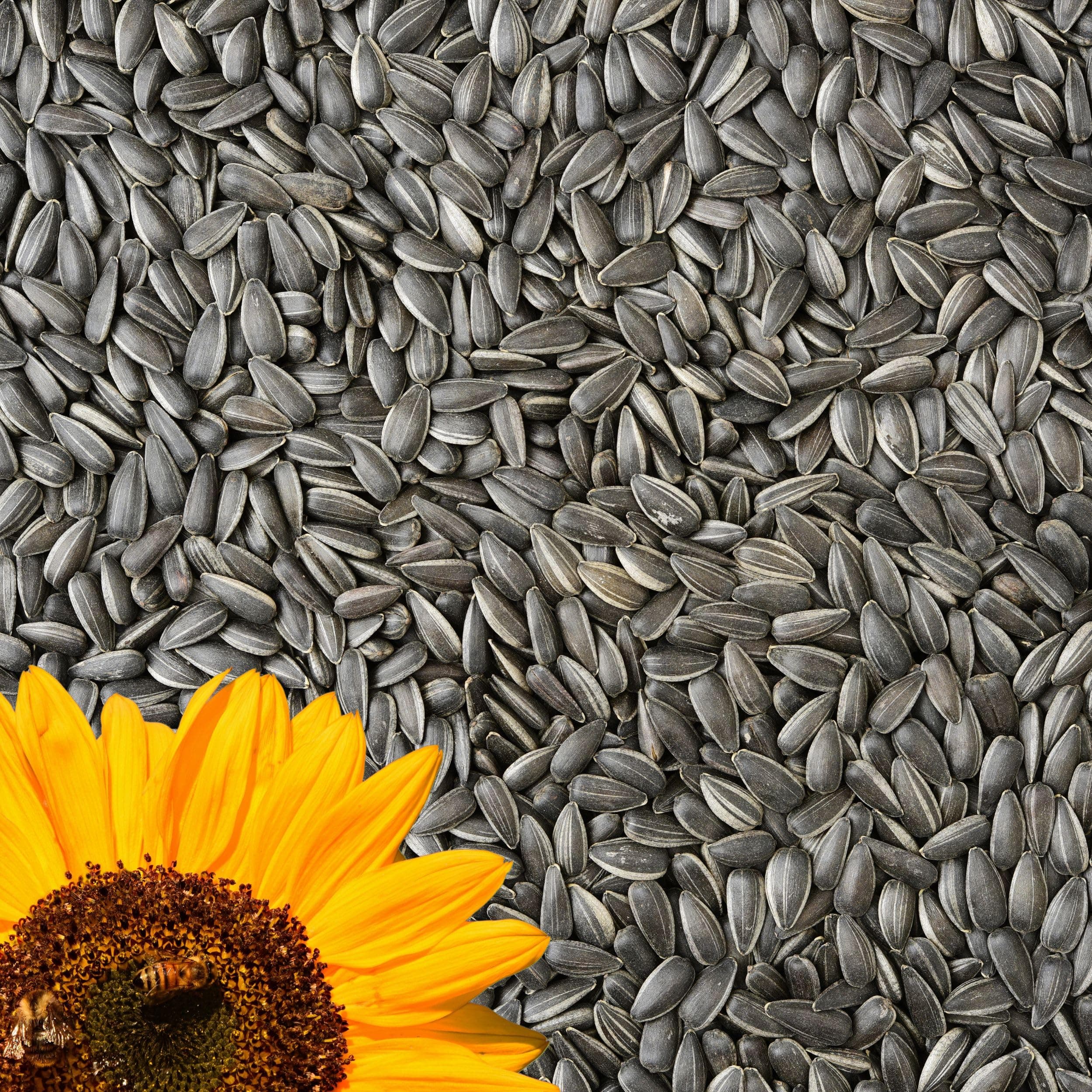 30kg Sonnenblumenkerne Schwarz für Wildvögel – Ganzjahres Vogelfutter, natürliche Energiequelle, Premium Qualität, ideal für Futterhaus & Futterspender, Vögel lieben es Angebot bei HelloDeals