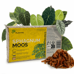 Sphagnum Moos aus Chile, gepresst 200 g (ergibt ca. 10 L) – langfaseriges Moos für Zimmerpflanzen, Moosstäbe, Monstera, Philodendron, Alocasia, Orchideen & Karnivoren 200g Angebot bei HelloDeals