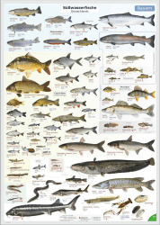 ENTILA Poster: Die Süßwasserfische Deutschlands/Viele wichtige Bestimmungsmerkmale/Perfekt zum Lernen für die Fischerprüfung und für jeden Angler (Schonzeiten Bayern) Angebot bei HelloDeals