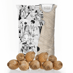 Mohnkapseln, Poppy Pods | Klein & ohne Stiel | Getrocknet | Bastelzubehör & Deko (Große Mohnkapseln, 250g) Große Mohnkapseln 250g Angebot bei HelloDeals