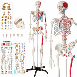 tectake® Anatomie Skelett lebensgroß, Human Design, lebensgroße Figuren mit Schädel, Modell der menschliche Körper, menschliches Körpermodell, medizinische Schulungsmaterialien für Mediziner Angebot bei HelloDeals