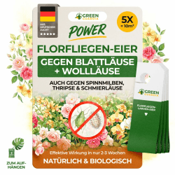 GREEN GUARDIA Power Florfliegenlarven-Eier gegen Blattläuse und Wollläuse –5x Karten- Biologisches Mittel zur effektiven Blattläuse und Wollläuse Bekämpfung für Zimmer- und Zierpflanzen uvm. 5x Karten für 9-10 Pflanzen Angebot bei HelloDeals