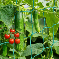 Ranknetz mit großer Maschenweite – 2m x 2,5m Rankhilfe für Gurken, Tomaten Kletterpflanzen-Netz für ertragreiche Ernte im Garten, Gewächshaus & Balkon 2x2.5m Angebot bei HelloDeals