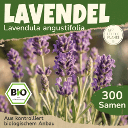BIO Lavendel Samen 300 Lavendelsamen Blumensamen für Blumenkübel Samenfest Blumen Samen für Balkon und Garten Angebot bei HelloDeals