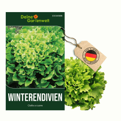 Winterendivien Gialla a cuore Samen - Cichorium endivia - Winterendiviensamen - Gemüsesamen - Saatgut für 200 Pflanzen 1 Endiviensalat Angebot bei HelloDeals