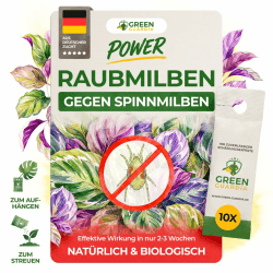 GREEN GUARDIA Power Raubmilben gegen Spinnmilben – 10x Tüten -Biologisches Mittel zur effektiven Spinnmilben Bekämpfung für Zimmer- & Zierpflanzen sowie Cannab. –umweltfreundlich,chemiefreie Mittel Angebot bei HelloDeals
