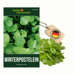 Winterpostelein Winterportulak Samen - Claytonia perfoliata - Portulaksamen - Gemüsesamen - Saatgut für 250 Pflanzen 1 Winterpostelein Angebot bei HelloDeals