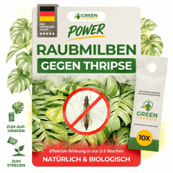 GREEN GUARDIA Power Raubmilben gegen Thripse – 10 Tüten - Biologisches Mittel zur effektiven Thripse Bekämpfung für Zimmer- und Zierpflanzen sowie Cannab. – umweltfreundlich,chemiefreie Mittel 10x Tüten Angebot bei HelloDeals
