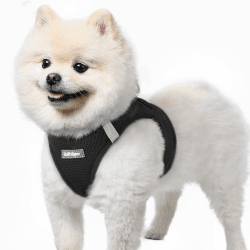 rabbitgoo Hundegeschirr Kleine Hunde, Step-in Weiches Mesh, Schwarz | Einfach anzulegen, Atmungsaktiv & Reflektierend, Ausbruchsicher mit Sicherheitsverschluss für Kleine Hunde Gassi, S S Schwarz Angebot bei HelloDeals