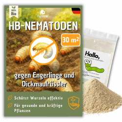 HB-Nematoden gegen Dickmaulrüssler & Engerlinge – für 30m² Fläche – zum einfachen gießen – 100% Biologisch, Chemiefrei & Natürlich – Made in Germany 30 m² Angebot bei HelloDeals