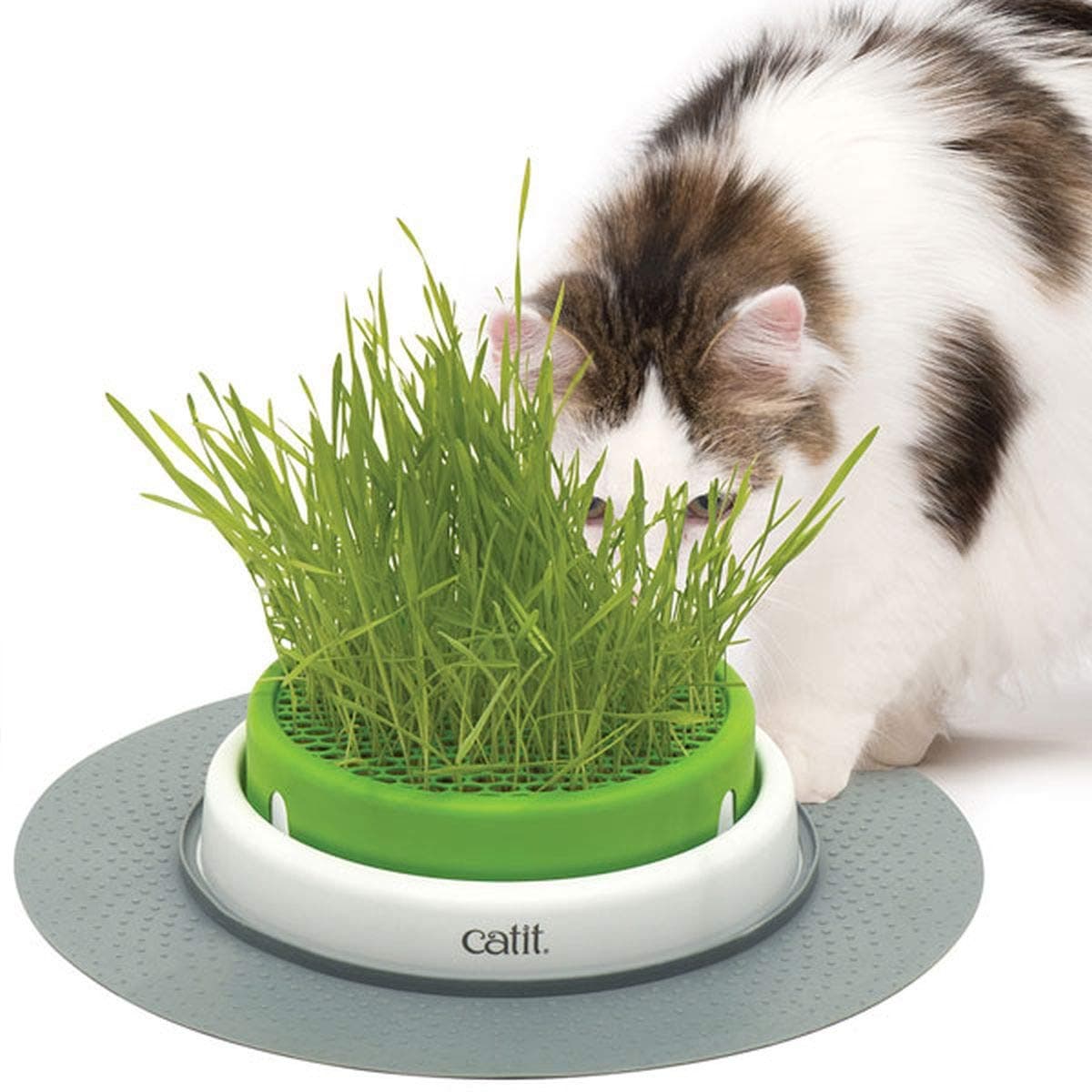 đżđ± Super Deal: Catit Grass Planter fĂŒr glĂŒckliche Katzen! đ±