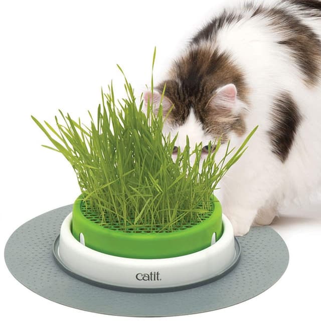 🌿🐱 Super Deal: Catit Grass Planter für glückliche Katzen! 🌱