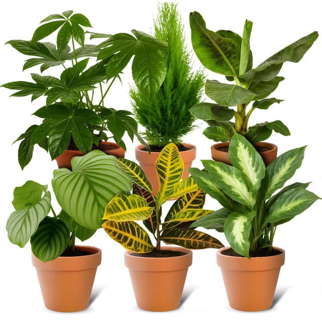 6er-Set-Pflanzenüberraschung | +/- 40-70cm | ø 12-15cm Topf | Pflanzen für Wohnung und Büro, Qualität vom Pflanzen Profi, Schneller Pflanzenversand, Raumbegrünung 6er-Set Pflanzenüberraschung