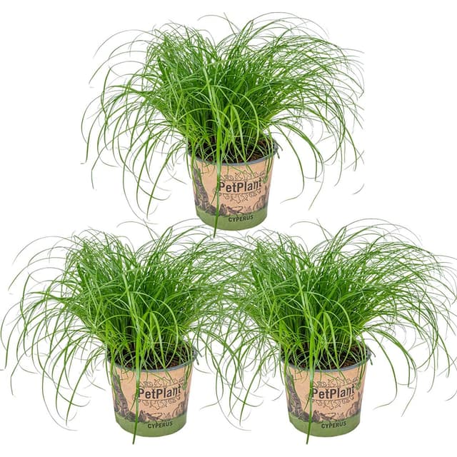 Bloomique - 3er Set - Cyperus Zumula - Katzengras Fertig Gewachsen - Zimmerpflanzen - Pflegeleicht - Haustierfreundlich - Höhe 20-30 cm - Topf 12 cm 3 Cyperus Zumula