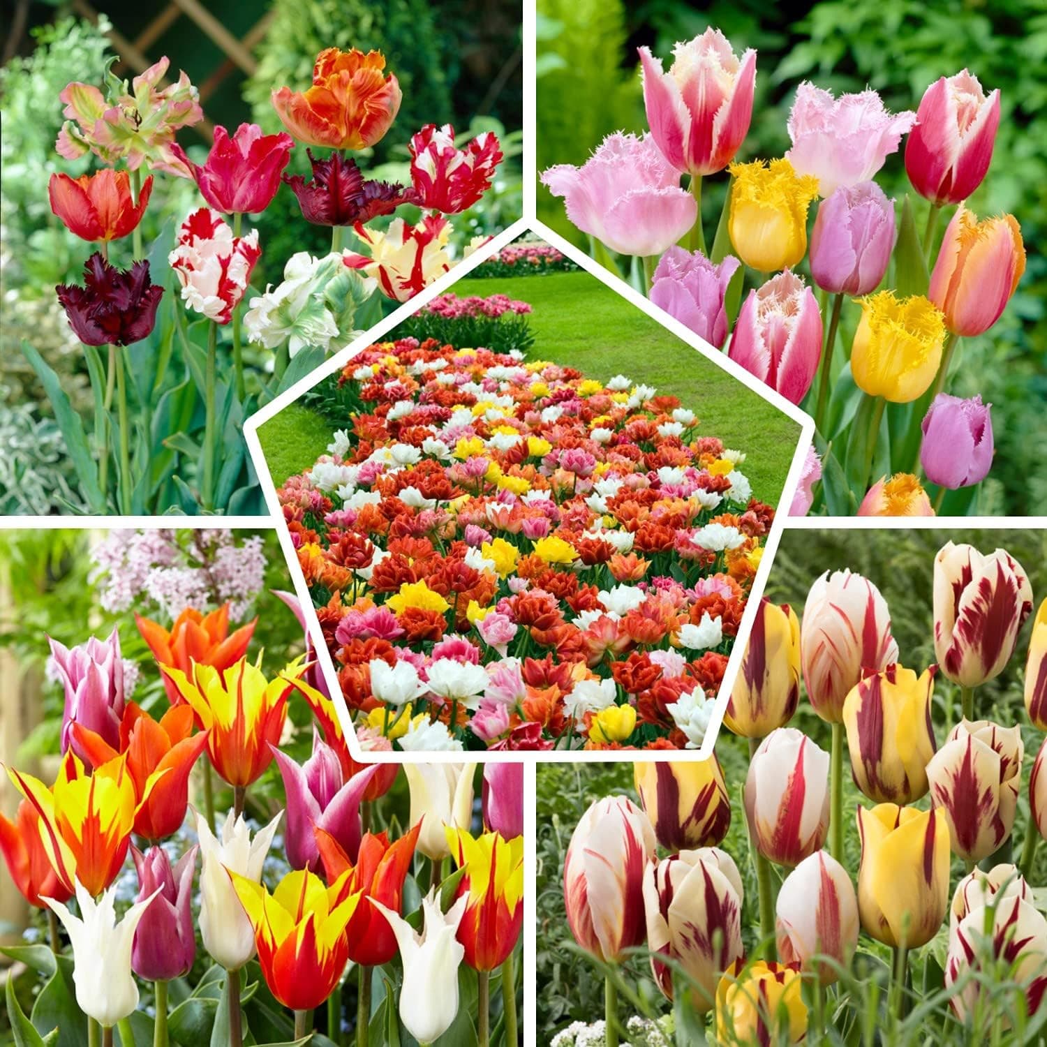 50x Tulpenzwiebeln Mix, Winterhart und Mehrjährig, Mischung aus 15 Sorten, Tulpen 50 Stück fur Garten, Töpfe und Balkon, Winterharte Frühblüher aus Holland (Kein Samen), Holländische Blumenzwiebeln