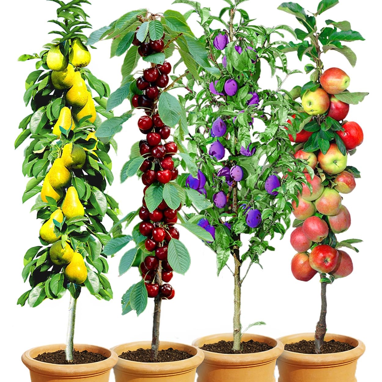 BALDUR Garten Säulen-Obst-Kollektion Birne, Kirsche, Pflaume & Apfel, 4 Pflanzen als Säule Birnbaum, Kirschbaum, Pflaumenbaum, Apfelbaum, Obstbaum-Kollektion, winterhart, platzsparende Säulen BALDUR Garten 4er Säulenobst-Kollektion,4 Pflanzen