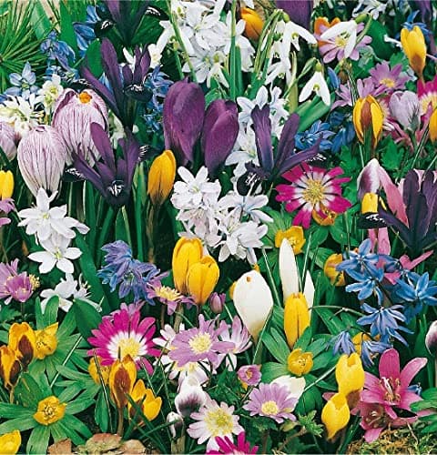 mgc24 Blumenzwiebelmischung zur Verwilderung - 75 Blumenzwiebeln Verwilderungsmischung 75 Stück