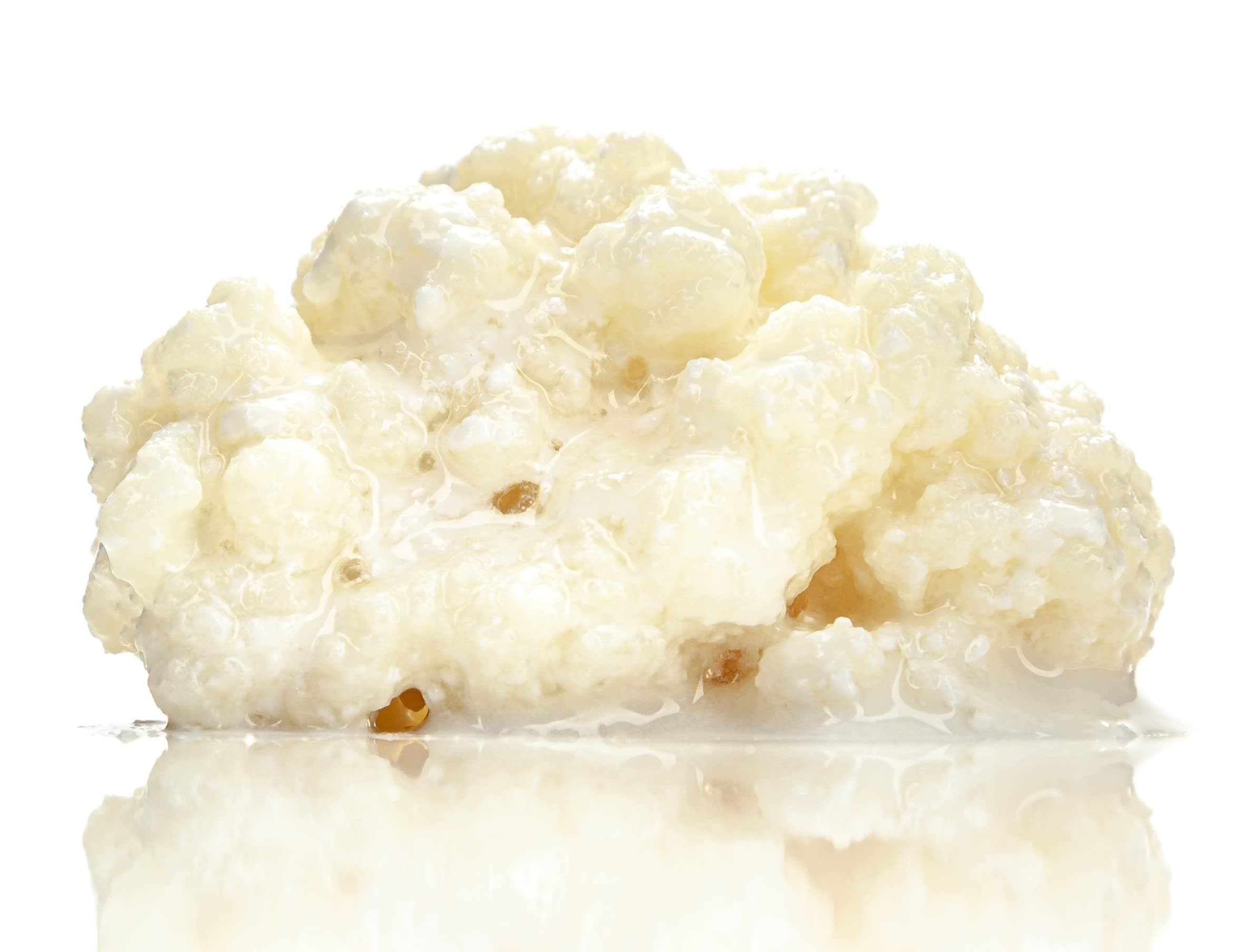 Kefir-for-all, Milchkefir, Kaukasische Kefirknollen, Starterkultur zur Herstellung von Kefir, wachstumsstark