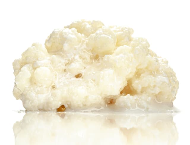 Kefir-for-all, Milchkefir, Kaukasische Kefirknollen, Starterkultur zur Herstellung von Kefir, wachstumsstark