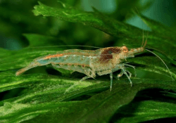 AquaBreedingSkill Garnelen Aquarium – Neocaridina Zwerggarnelen, 15 Stück im Set – Der Algenfresser im Aquarium, ideal für Garnelen Komplettset