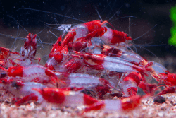 AquabreedingSkill 10 stück red rilli Garnelen - Aquarium Garnelen lebend - zwerggarnelen neocaridina friedliche Bewohner für Aquarien Größe 1,5-2 cm