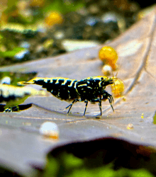 Garnelenglück - Garnelen in diversen Farben und Muster - 5 Stück (Black Pinto Galaxy - Caridina - schwarz/weiß)