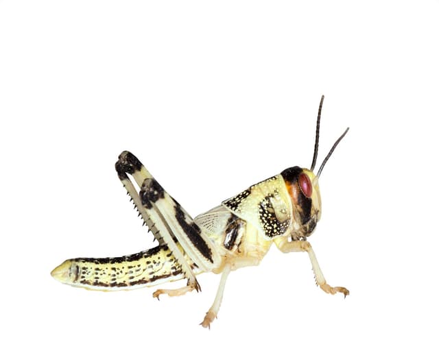 Feeders & More - Heuschrecken - Wüstenheuschrecken MITTEL - 100 Stück - Lebendfutter Insekten Wuestenheuschrecken - Futter für Reptilien, Bartagamen und Amphibien - Futterinsekten & Haustierfutter