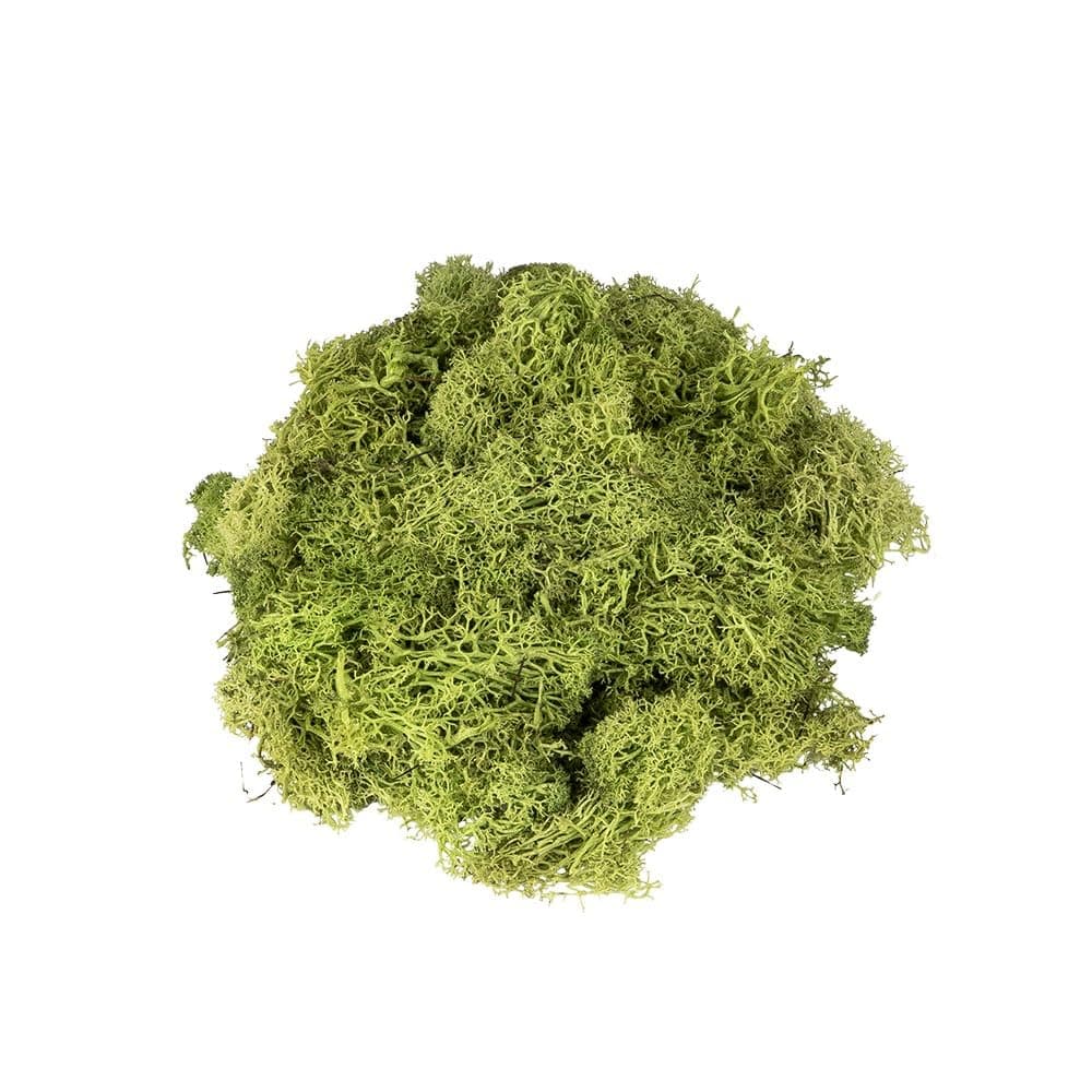 Ideen mit Herz Islandmoos | grün | Deko-Moos | Naturprodukt | 100 g Angebot bei HelloDeals