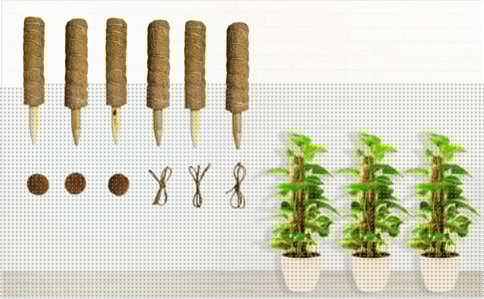 Moosstange für Kletterpflanze, Monstera, Totemstange, Moosstab für Zimmerpflanzen, Zug, Topfpflanze, Aufwärtspflanzenstange mit Gartenbinder / 850 6 Stück, 30,5 Cm Angebot bei HelloDeals